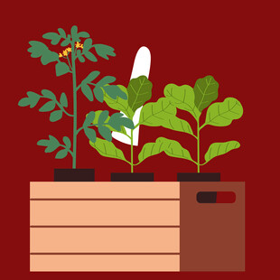 木制花盆中的多样绿植