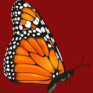 橙黑花纹蝴蝶特写