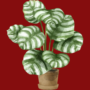 斑马纹绿植盆栽