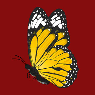 红色背景上的黄黑花纹蝴蝶