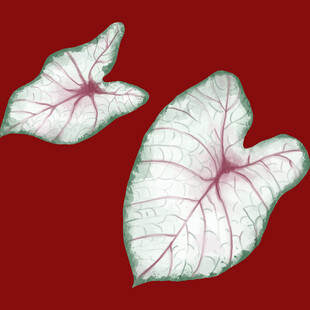 两株心形彩叶芋特写