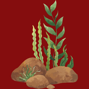 红色背景下的石头与绿植