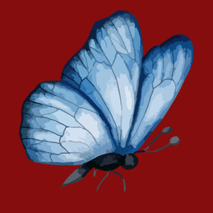 蓝蝶于红背景上展翅