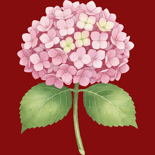 粉色绣球花插画