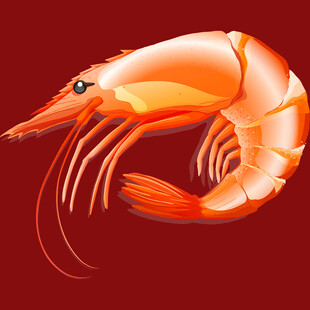 橙红色大虾插画