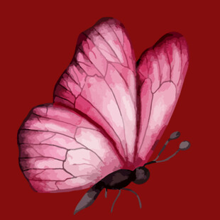 粉红蝴蝶插画