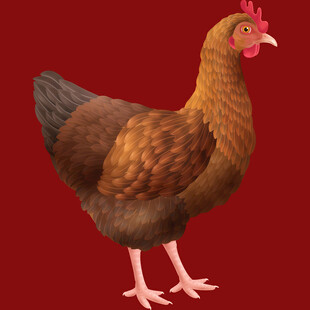 棕色母鸡特写