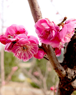枝头绽放的娇艳粉色梅花
