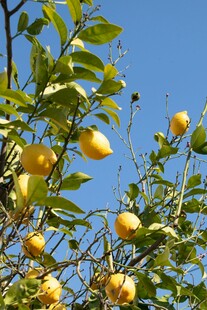 枝头黄果映蓝天