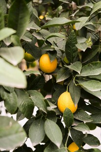 枝头黄果绿叶相衬