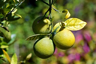 枝头青黄相间的新鲜柑橘