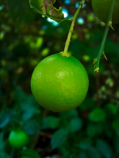 悬挂枝头的鲜绿青柠