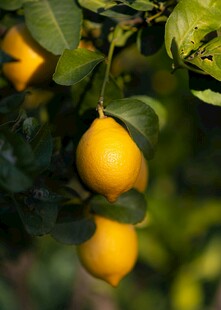 枝头鲜黄柠檬