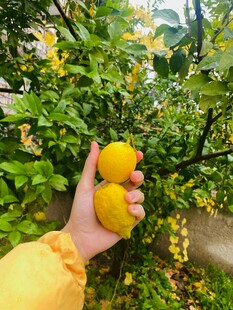 手捧鲜黄柠檬于绿叶间