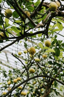 枝头硕果累累的繁茂果树