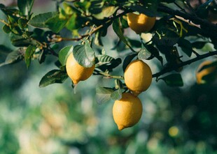 枝头挂着饱满的黄柠檬