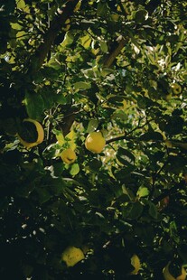 绿叶间的黄色果实