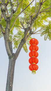 树上悬挂的喜庆红灯笼