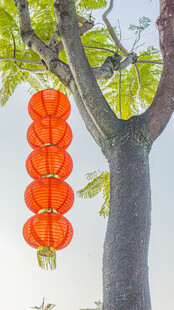 树上挂着的喜庆红灯笼