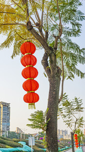 树上挂着的喜庆红灯笼