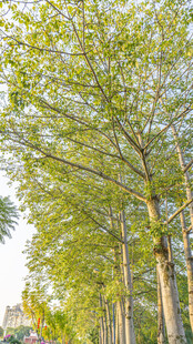 夏日林荫道的挺拔树木