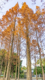 秋日挺拔的金黄水杉树