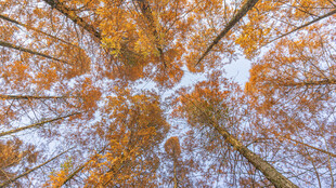 雪覆秋林 斑斓与洁白交织