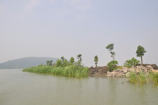 湖畔绿树成荫的宁静小岛