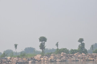 田野景色中的稀疏树木