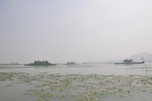 水上浮萍与船只景象