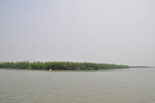 湖畔绿树成荫的宁静风光