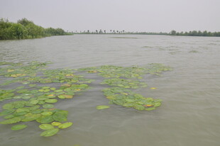 湖面荷叶漂浮的静谧景致