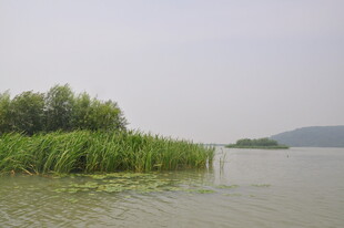 湖畔绿植与波光粼粼水面