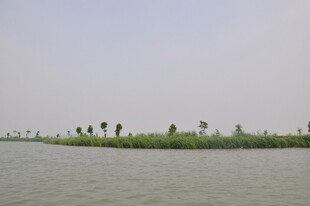 湖畔绿树成排的宁静风光