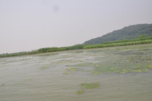 水域中的水生植物景观