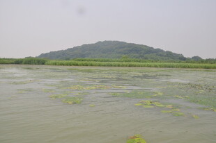 水域中的绿色植物与远山