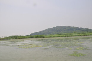 水域中的绿色植被与远山
