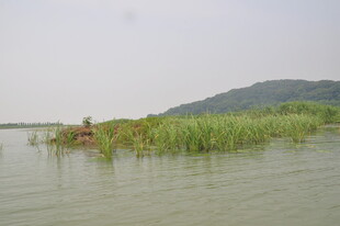水乡芦苇荡中的孤舟