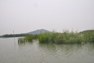 湖畔芦苇 静谧山水风光