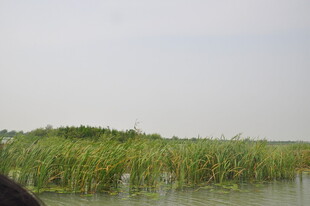 湖畔芦苇摇曳的自然景致