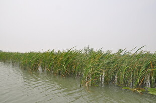 河畔芦苇荡 绿意盎然