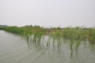 水域旁的茂盛芦苇景观