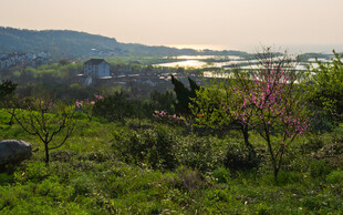 春日山野风光美景