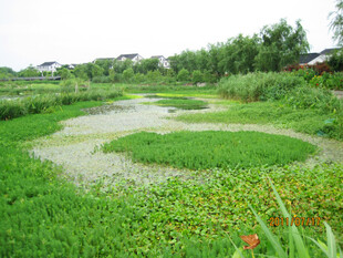 乡村湿地绿意盎然景观