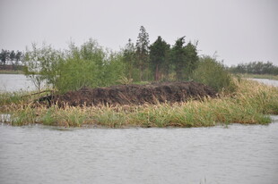 湖中小岛绿意盎然