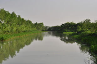 宁静河畔绿树成荫美景