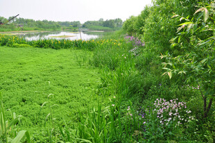 绿意盎然的河畔草地风光