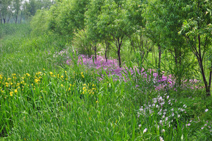 春日繁花绿野林间美景