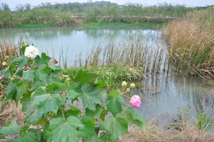 湖畔绽放的娇艳荷花
