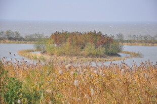 湖畔芦苇环绕的绿意小岛